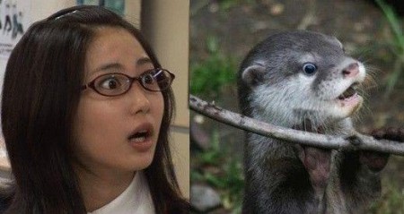 loutre-japonnaise